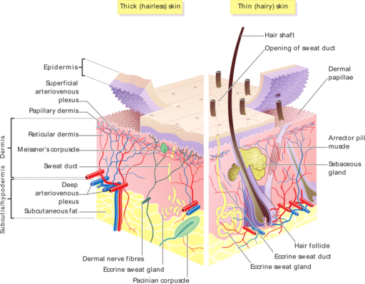 The Science of Hair Growth - KAI BLENDS BEAUTY